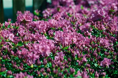Lens: Schneider Kreuznach Symmar 210mm F/5.6 · Lomography