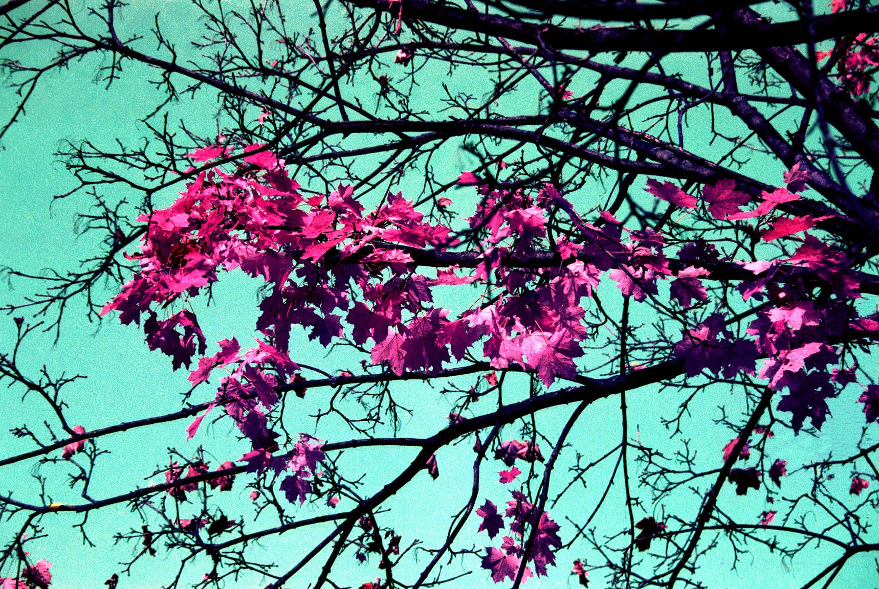 新商品 LomoChrome Purple - カラーインフラレッドフィルムに似た写り