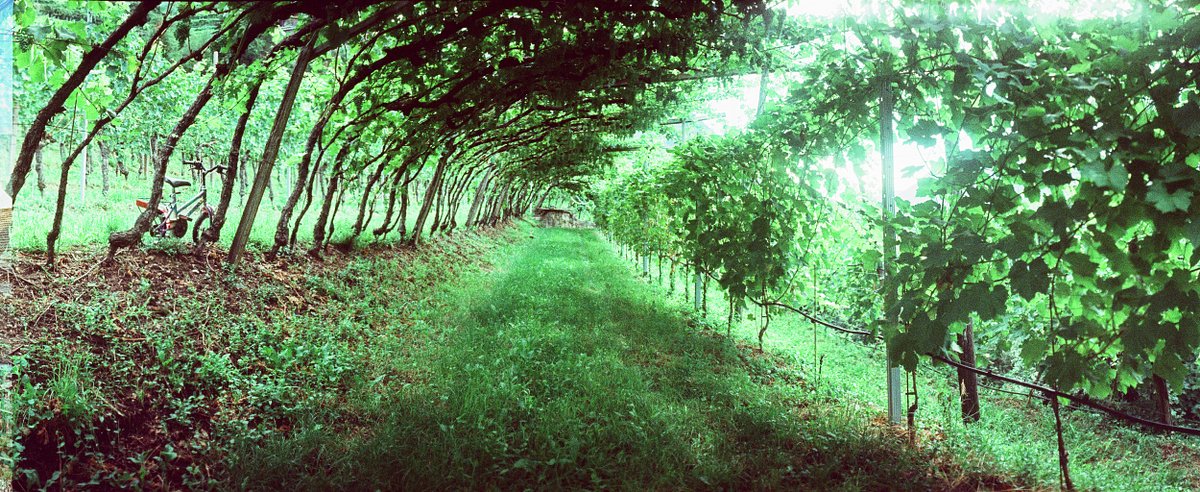 カメラ: Widelux F8 · Lomography