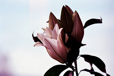 フィルム: Silberra Color 100 · Lomography