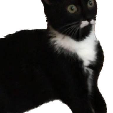 catsinabucket