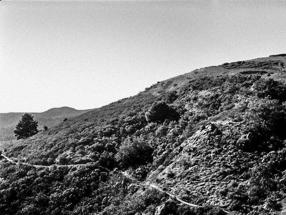 Credits: Patrick R. Hofmann | Photo developed using tree bark