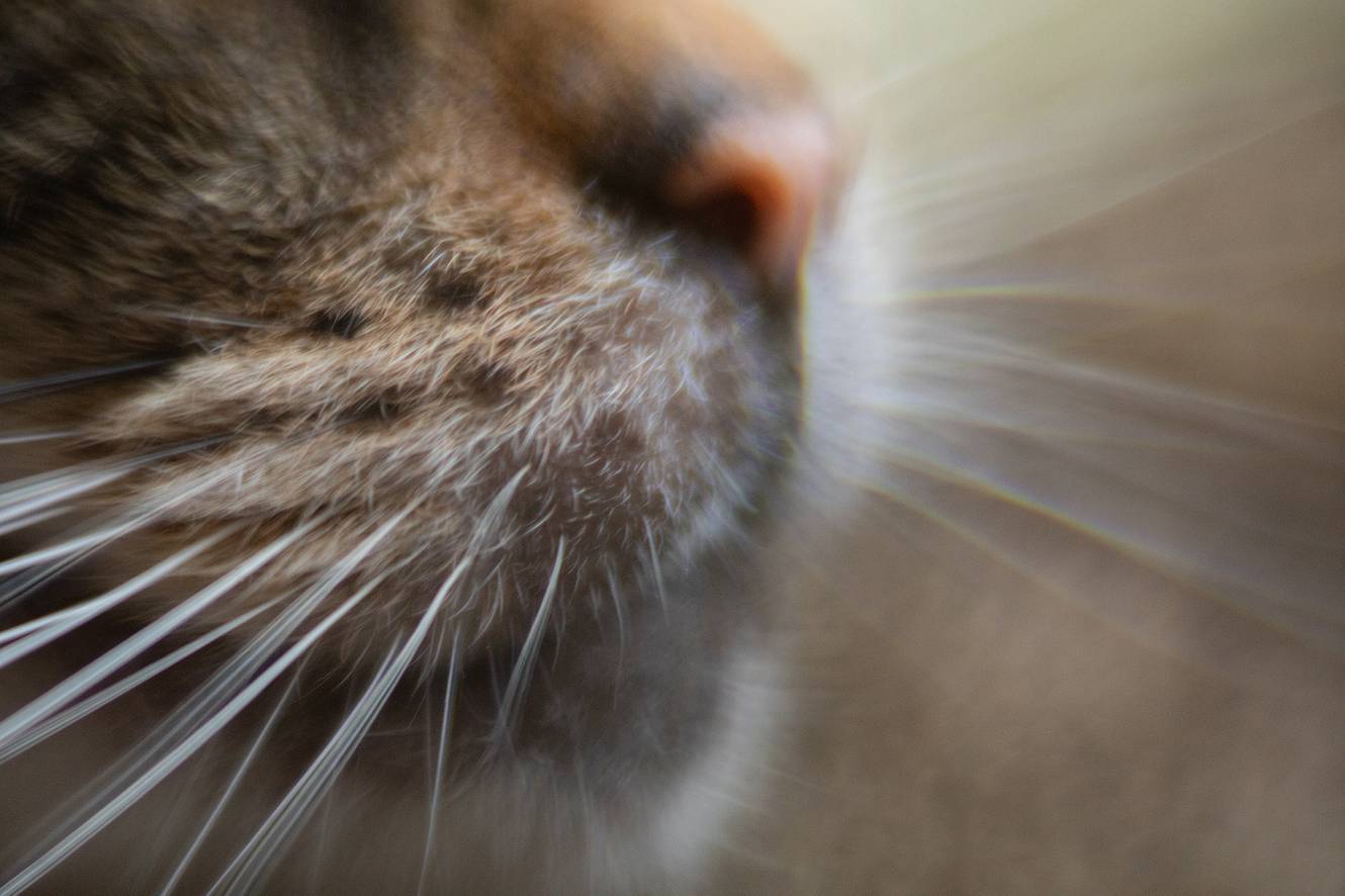 Macro photography with the Daguerreotype Achromat 2.9/64 Art Lens and macro adapter. © Lomography