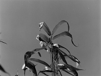 Lens: Mamiya Sekor C 80mm f/2.8 · Lomography