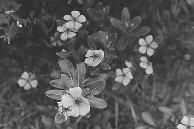 カメラ: minolta XE · Lomography