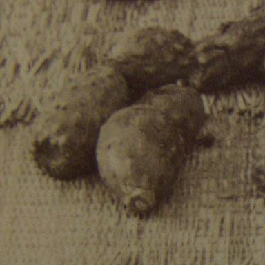 opuntia