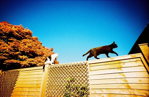 Felines on Film: Dazb, the Ultimate Cat Photographer