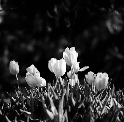 Stillness of Spring