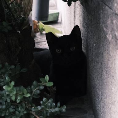 wilicw