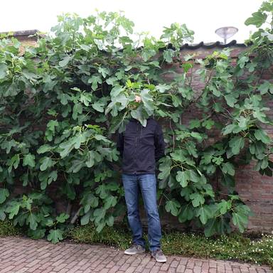 superknecht