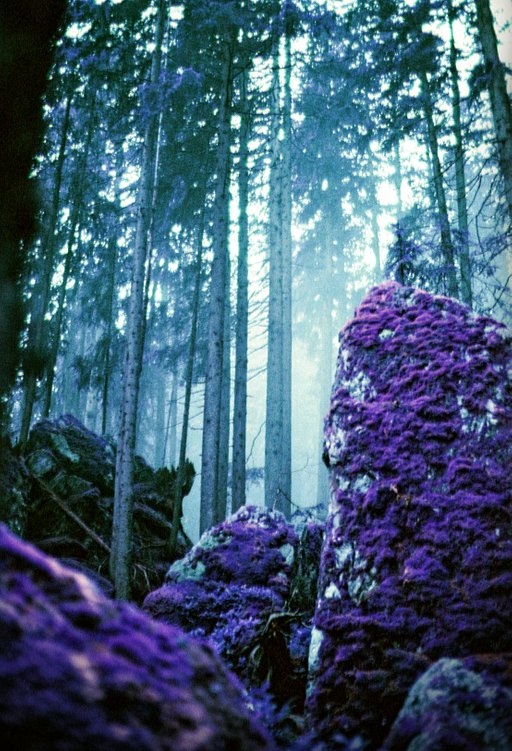 City, Nature and Purple: A Series by Christian Heidebur