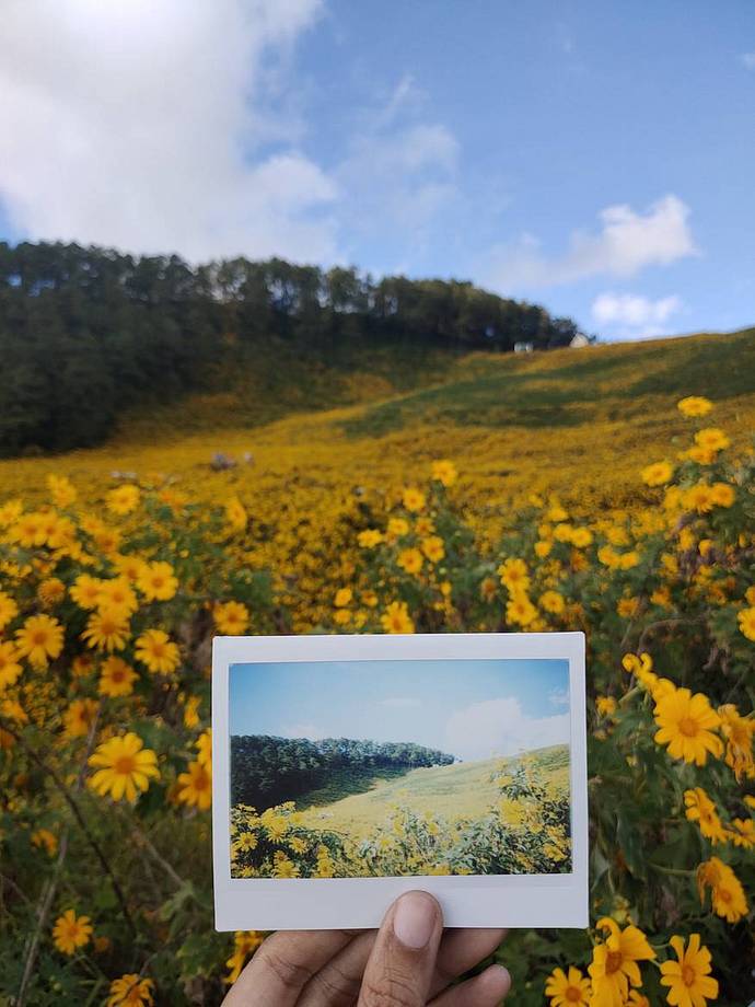 © Warangkana Sangsawa | 波斯菊花田 &amp; 阁骨岛海景，注：使用 Lomo'Instant Wide 宽幅拍立得相机拍摄