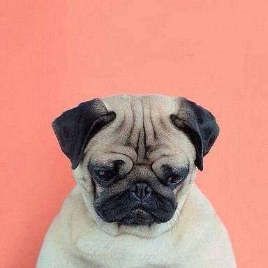 mops