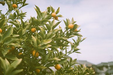 Camera: Canon Autoboy N105 · Lomography