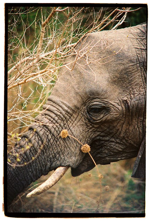 Leo Amaya's Trip to South Africa With Lomography Film