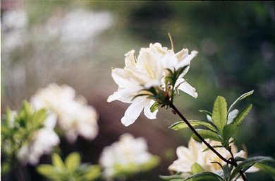 レンズ: Auto Revuenon 50mm f1.9 · Lomography