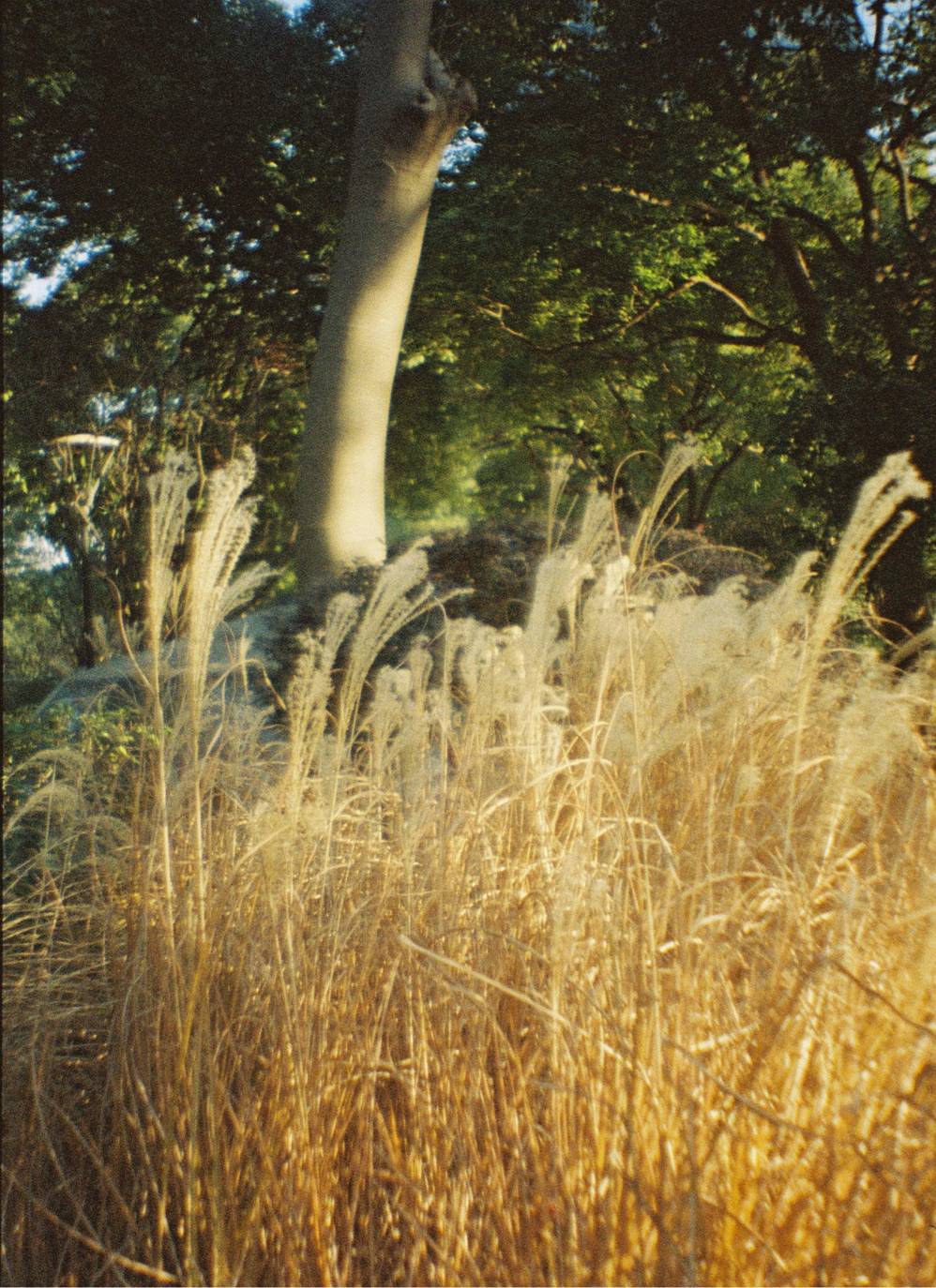 © 费婧 | 使用 Lomourette 半格胶片相机连闪光灯 - Water Lilies莫奈睡莲特别版 &amp; LomoChrome Color '92 ISO 400 135 日落版拍摄