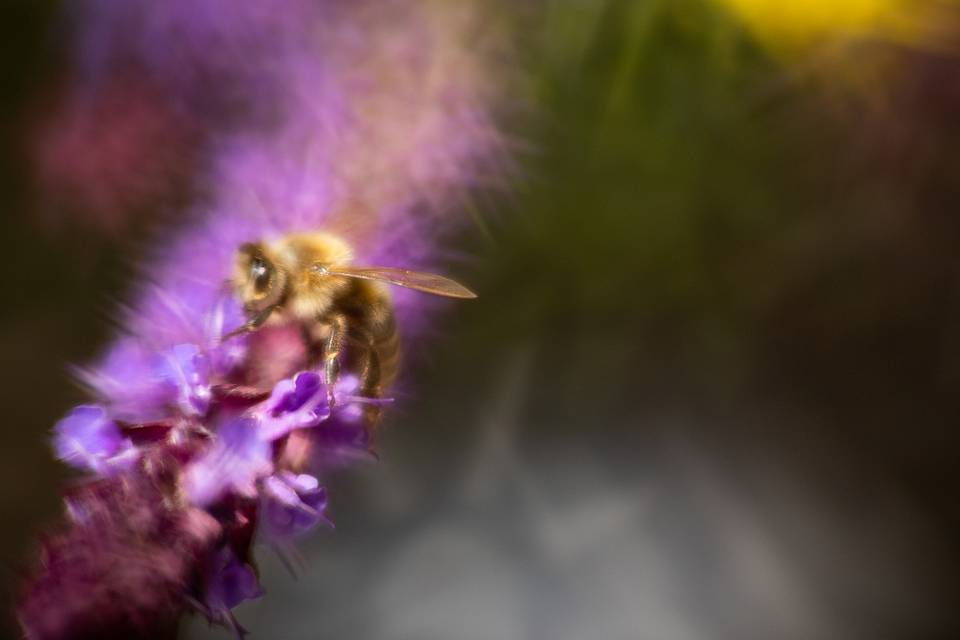 Macro photography with the Daguerreotype Achromat 2.9/64 Art Lens and macro adapter. © Lomography