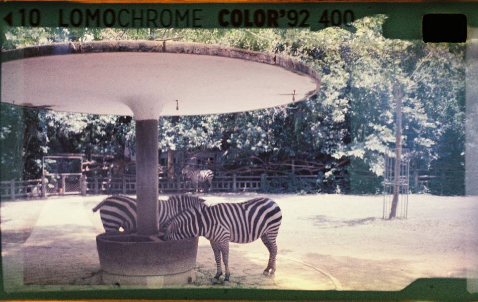 Lomomatic 110 自动玻璃镜头胶片相机连闪光灯 + LomoChrome Color '92 ISO 400 110 彩色负片