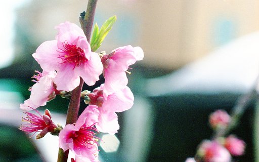 Fujicolor C200: The Film With Many Uses