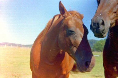 Lens: Agfa Color Apotar 45mm f/2.8 · Lomography