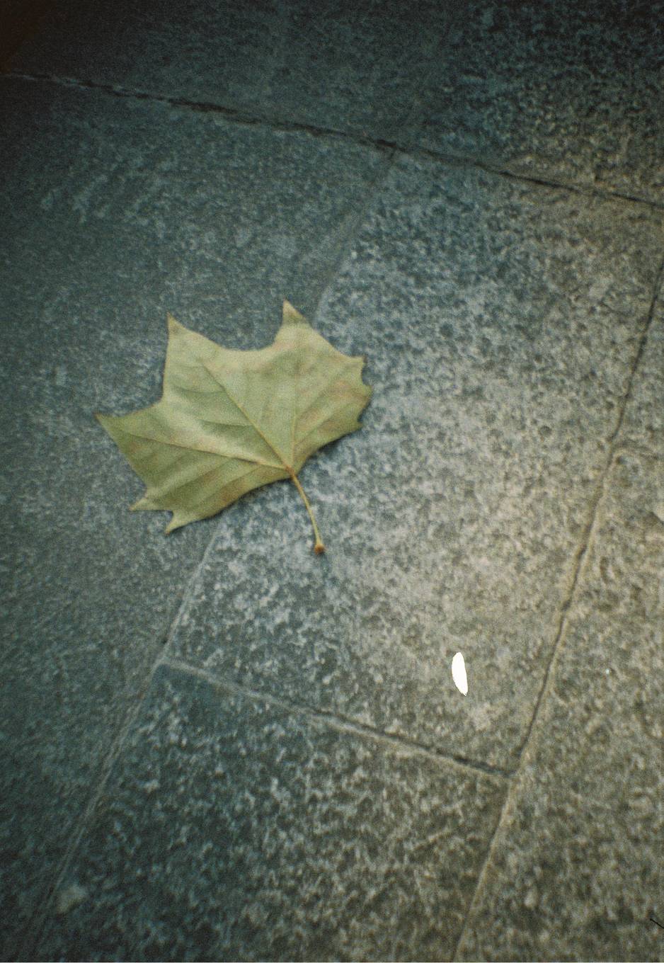 © 费婧 | 使用 Lomourette 半格胶片相机连闪光灯 - Water Lilies莫奈睡莲特别版 &amp; LomoChrome Color '92 ISO 400 135 日落版拍摄