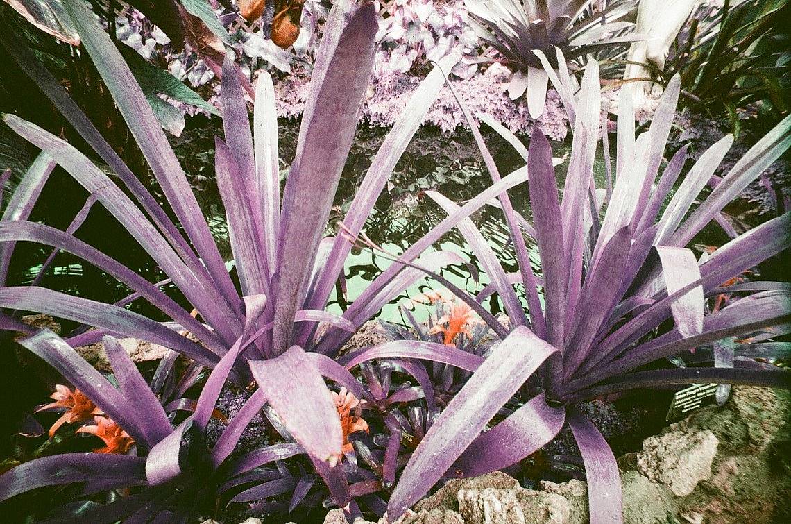 躲开芝加哥的冷风，去  林肯公园温室（Lincoln Park Conservatory） 待一会儿，拍拍那些漂亮的植物和花。带上一卷 LomoChrome Purple ISO 100–400 135 紫调负片 ，可以把周围的植物拍出很不一样的颜色效果。(Photo by waggrad00 )