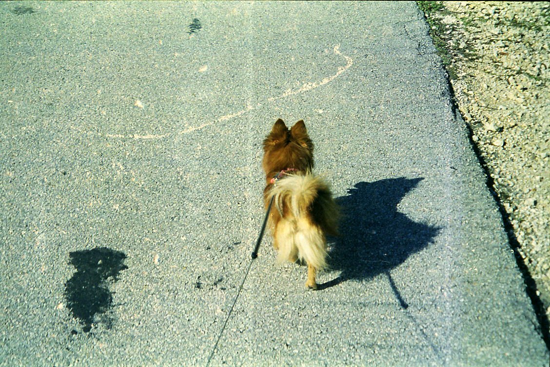 Camera: Minolta Freedom zoom 125 · Lomography