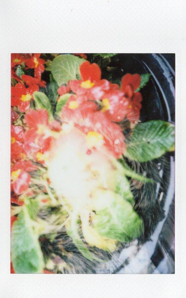 © 王晓天 | 使用 Lomo'Instant Automat Glass 广角玻璃镜头拍立得相机－Serengeti 原野特别版 拍摄