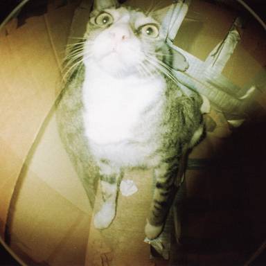 syirkskitty