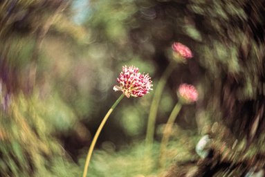 Lens: New Petzval 58 Bokeh Control Art Lens · Lomography