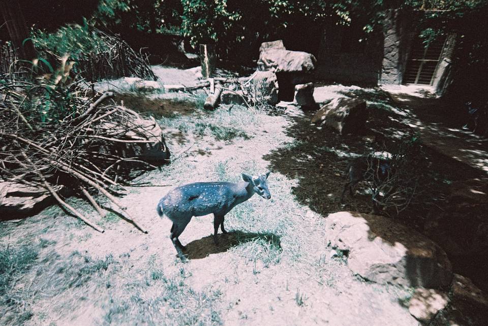 LomoApparat 21mm 阿帕赫超广角胶片相机 + LomoChrome Turquoise XR 100-400 135 绿松石胶卷
