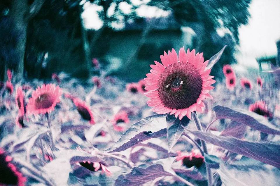 ©Shawnlin | 镜头：Petzval 匹兹伐 80.5 艺术镜头｜胶卷：LomoChrome Purple 紫调胶卷