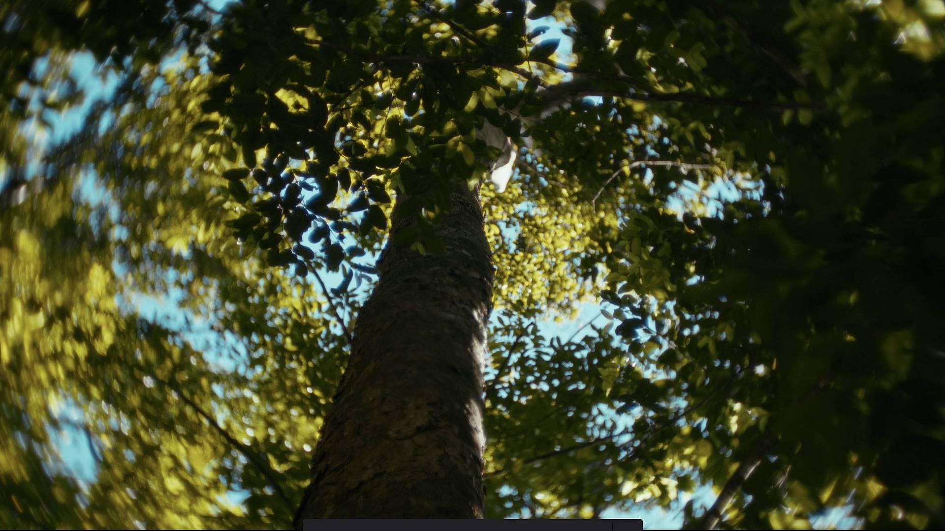 © Pablo Delamarche | Joseph Petzval 匹兹伐 55 f/1.7 联动对焦散景调控艺术镜头