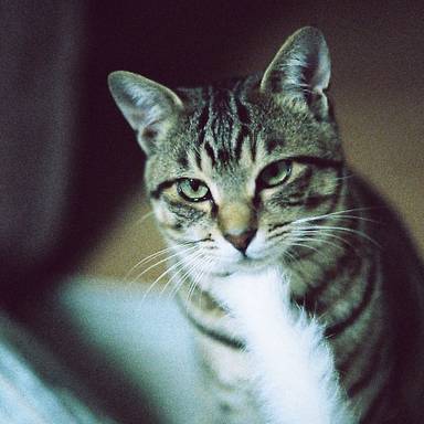 suke