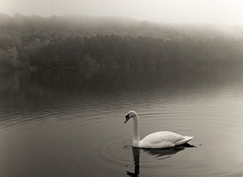 Lens: Mamiya Sekor 55mm f2.8 · Lomography