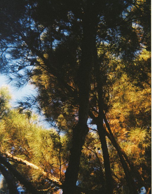 Review: Lomography Color Tiger 200 110mm Film Really Roars!