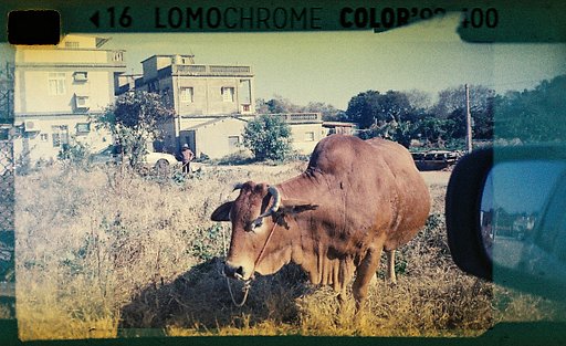 【Lomomatic 110 底片相機 + LomoChrome Color ’92 & Metropolis】金門攝影師 Harrier 透過底片攝影傳播家鄉之美、建構自我認同