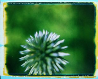 Film: Polaroid Studio 125i · Lomography
