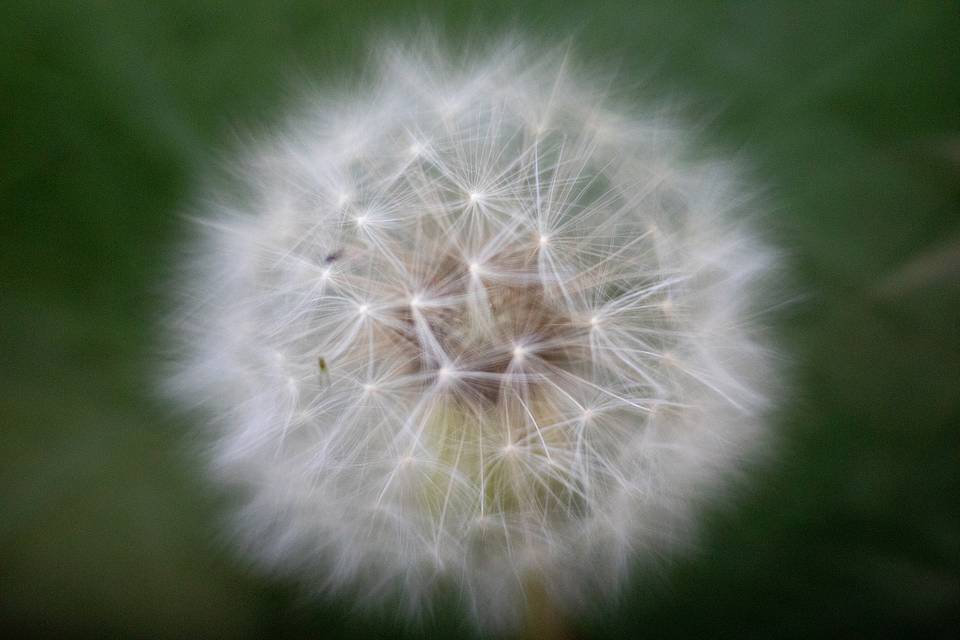 Macro photography with the Daguerreotype Achromat 2.9/64 Art Lens and macro adapter. © Lomography