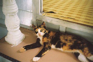 カメラ: Fujica GA · Lomography