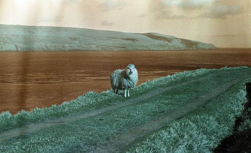 La Fille Renne in the Faroe Islands: An Analogue Immersion in Subarctic Landscapes