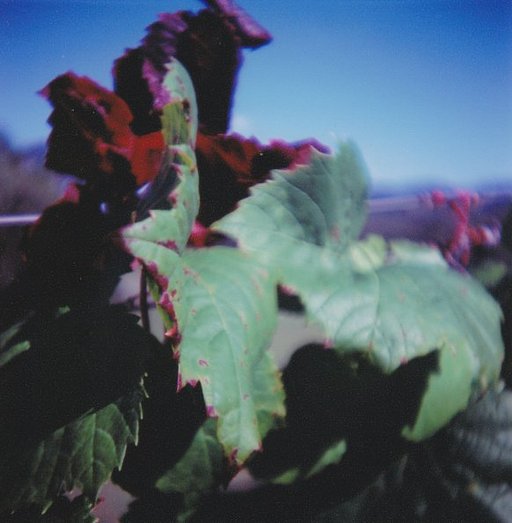 Diana F+ 55mm Wide Angle and Close Up Lenses: Deliciously Wide and Deliciously Close