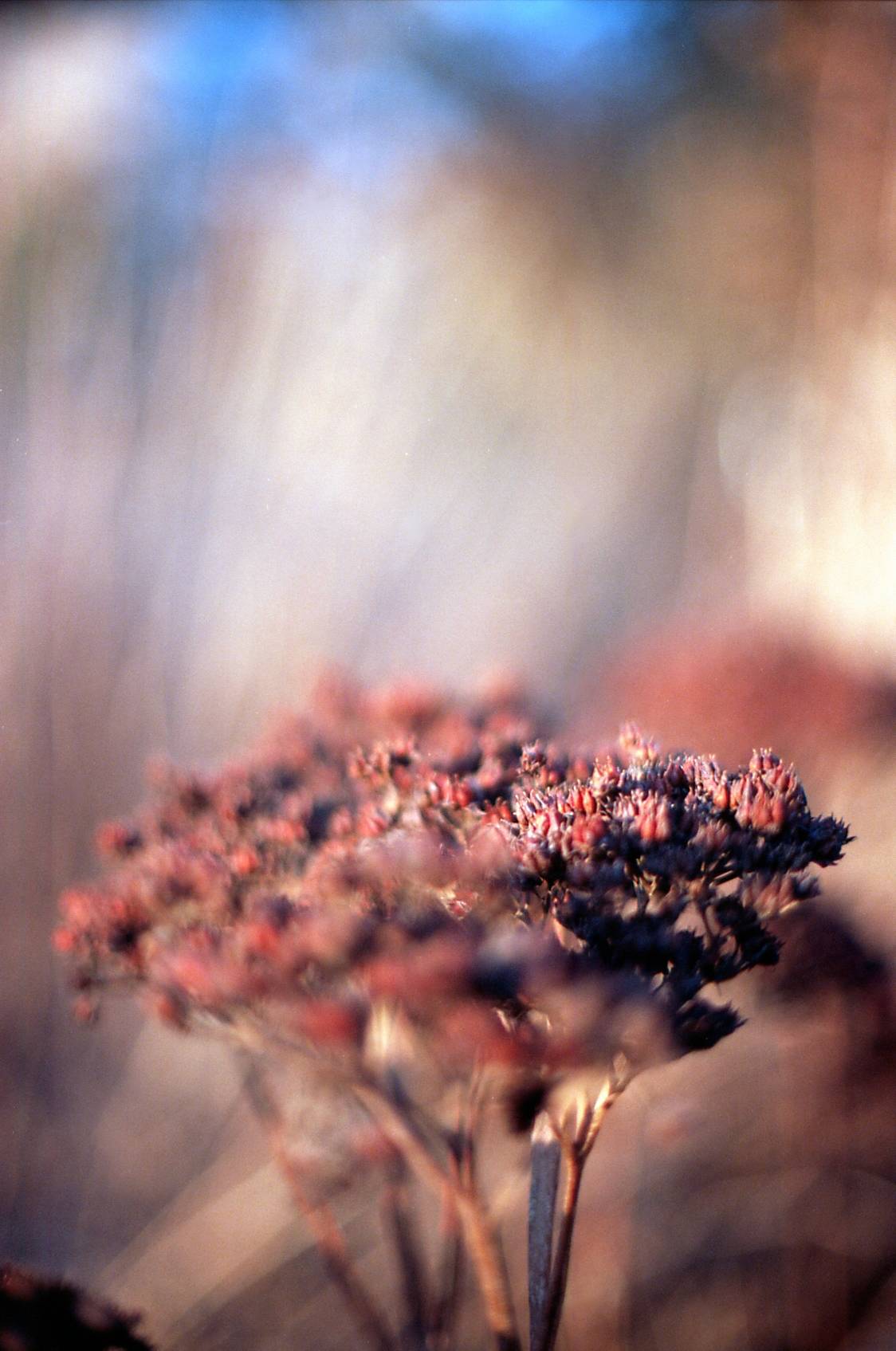 In Bloom