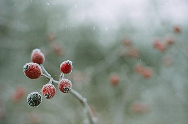Lens: Super-Takumar 50mm f1.4 · Lomography