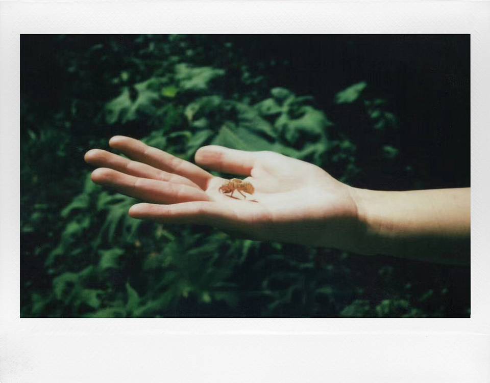 © 尴尬郑 | Lomo'Instant Wide Glass 宽幅玻璃镜头拍立得相机 - 摩卡棕版