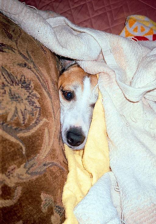Photos by Nick Lopresti and Sarah Tucci on the Lomo MC-A