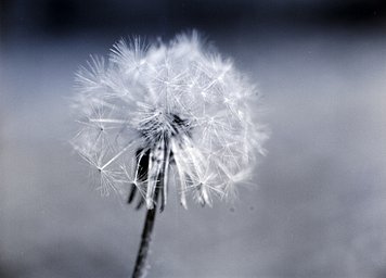Lens: Mamiya Sekor C 80mm f/2.8 · Lomography