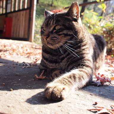 hamacats