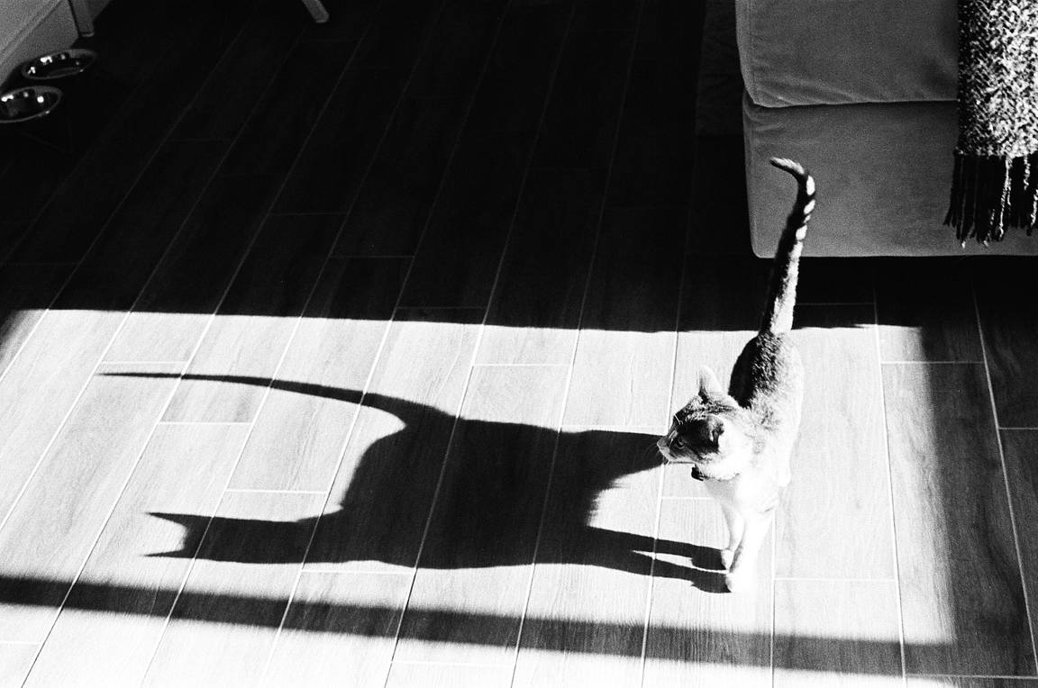 Chasing Shadows 
